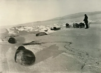Het slepen van zeehondenvlees voor de winterkwartieren, ca. 1908, 1909