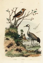Appelvink, Coccothraustes coccothraustes 2, kraanvogel, Grus grus 3, en krekels, Gryllus campestris 1