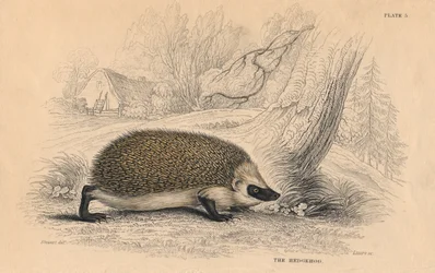 Egel Erinaceus europaeus
