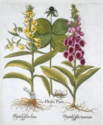 Herb Paris Solanum quadrifolium, Gewone Vingerhoedskruid Digitalis Purpurea Grote Gele Vingerhoedskruid