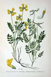Paardenhoefklaver, 1893