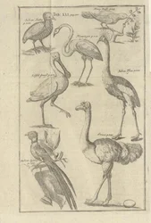 Illustratie uit het boek Beschrijving van de Kaap de Goede Hoop en de daar wonende Hottentotten door Kolb, Peter en uitgegeven door Peter Conrad Monath (de, 1745)