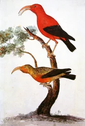 Illustratie van de Iiwi, scharlakenrode honingzuiger