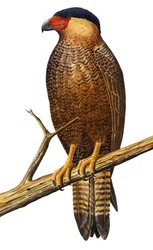 Illustratie/Polyborus lutosus/Quelili/Caracara de Guadalupe/Guadalupe Caracara