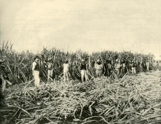Op een Suikerplantage in Queensland, 1901