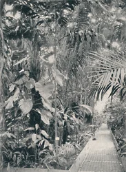 Interieur van het Grote Palmhuis, Kew Gardens, 1904