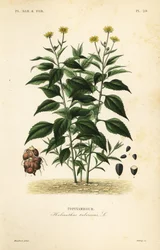 Aardpeer of topinamboer, Helianthus tuberosus, Topinambour
