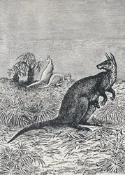 Kangoeroe, 1924