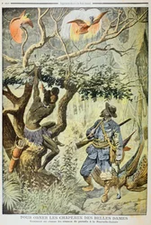 Vogels van het Paradijs Doden, Nieuw-Guinea, 1908
