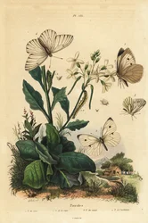 Grote witte, Pieris brassicae, kleine witte, Pieris rapae, groenader witte, Pieris napi, en zwartader witte, Aporia crataegi. Pierid vlinders