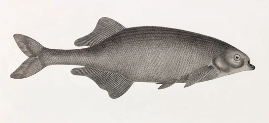 De Mormyre van Salheyeh