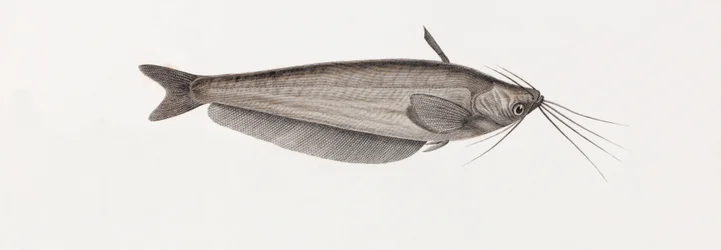De Silure Oudnei, close-up