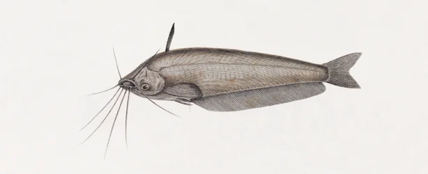 Le Silure Oudnei (detail)