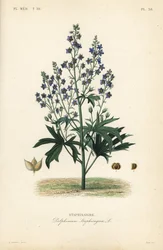Luizenbestrijder of stavesacre, Delphinium staphisagria, Staphisaigre