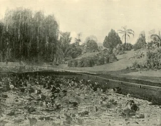 Lelievijver, Brisbane Botanische Tuinen, 1901