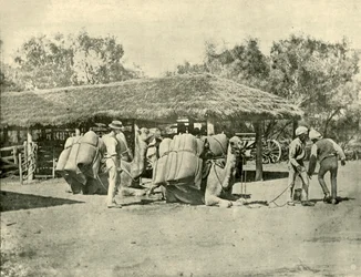 Kamelen laden op een Australisch station