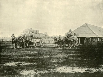 Wol laden, Warrawooh Station, Wimmera, 1901