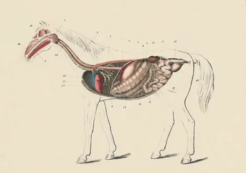 Lengtedoorsnede van het paard