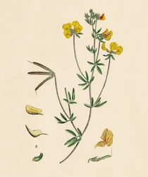 Lotus tenius. Slanke rolklaver, 19e eeuw