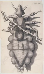 Luis die zich vastklampt aan een mensenhaar in Hookes Micrographia, 1665