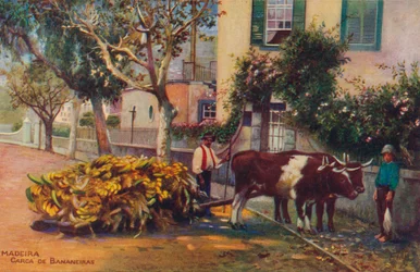 Madeira - Carca De Bananeiras, ca. 1940