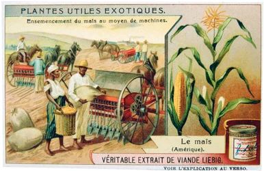 Maïs, ca. 1900