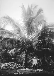 Copra maken, Solomon Eilanden, Fiji, 1905