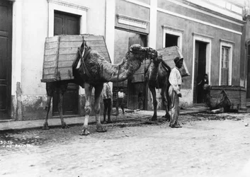 Man met kamelen, Las Palmas, Gran Canaria, Canarische Eilanden, Spanje