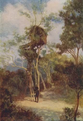 Melanesisch Boomhuis