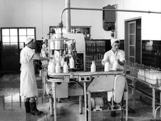Melkproductie, Zagreb, Joegoslavië, 1952