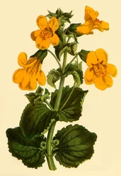 Apenbloem, 1812, 1944
