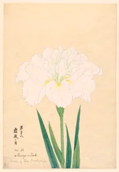 Maan van de Koude Nacht (Shimoyo no Tsuki), Nr. 38, ca. 1910