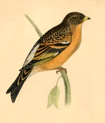Bergvink