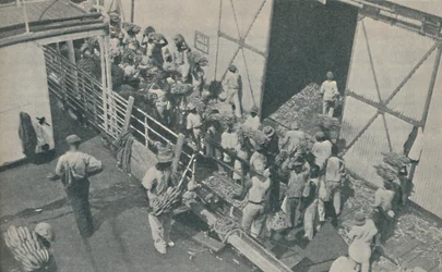 Inboorlingen laden bananen in Kingston, Jamaica, zingen Schotse psalmen, 1937