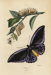 Noordelijke vogelvleugel, Ornithoptera priamus urvillianus, en pop en larve van de gewone vogelvleugel, Troides helena