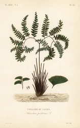 Noordelijke adelaarsvaren of vijfvingervaren, Adiantum pedatum, Capillaire du Canada