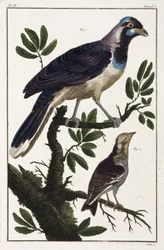 Tropische vogels: kauwen van Cayenne en cotinda van de Molukken