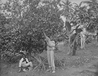Sinaasappels plukken in Jamaica, 19e eeuw