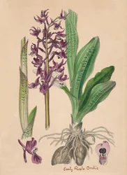 Orchis mascula. Vroege paarse orchis, 19e eeuw