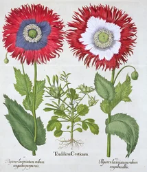 Sierpapavers
