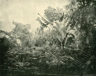 Palm- en varen eiland, Botanische Tuinen, Brisbane, 1901
