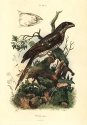 Papoea kikkerbek, Podargus papuensis Podarge papou