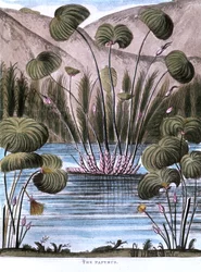 Papyrusriet Cyperus papyrus, 1823