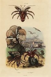 Pauwenstaartwier, Padina pavonica 1, gewone heremietkreeft, Pagurus bernhardus 2, blauwoogheremietkreeft, Paragiopagurus diogenes 3, en Pagurus alatus 4