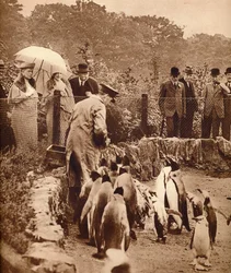 Pinguïns op parade voor de koning, 1934-1935