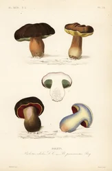 Eekhoorntjesbrood of porcini paddenstoel, Boletus edulis, en de giftige boleet, Suillellus luridus