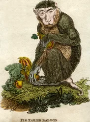Varkensstaartbaviaan
