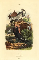 Duif Columba livia rassen: pigeon cavalier faraud, pigeon lillois elegant