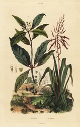 Pitcairnia bifrons en Victoriaanse buksboom