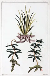 Medicinale planten, China